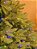 ÁRVORE PINHEIRO PROGRESSIVO ROCKFELLER 1,80CM A 2,70CM 3488 GALHOS COM 800 LEDS BICOLOR COM CONTROLE REMOTO BIVOLT - PRÉ VENDA 2026 - Imagem 9