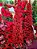 ÁRVORE PINHEIRO SLIM VERMELHO FLORINA 2,10CM 440 GALHOS COM LEDS WARM - PRÉ VENDA 2026 - Imagem 8