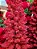 ÁRVORE PINHEIRO SLIM VERMELHO FLORINA 1,80CM 335 GALHOS COM LEDS WARM - PRÉ VENDA 2026 - Imagem 4