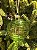 BOLA DE VIDRO VERDE TRANSLUCIDA 9,5CM - Imagem 4