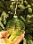 BOLA DE VIDRO VERDE TRANSLUCIDA 9,5CM - Imagem 3