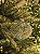 BOLA ORNAMENTO DE VIDRO VERDE CRAQUELADO 9,5CM - Imagem 3