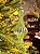 ORNAMENTO DE VIDRO VERDE TRANSLUCIDO 16,5CM - Imagem 1
