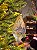 ORNAMENTO GOTA DE VIDRO TRANSPARENTE 6CM - Imagem 5
