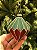 ORNAMENTO DE VIDRO VELUDO VERDE E VERMELHO 12CM - Imagem 3