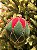 BOLA DE VIDRO VELUDO VERDE E VERMELHO 10CM - Imagem 1