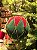 BOLA DE VIDRO VELUDO VERDE E VERMELHO 10CM - Imagem 2