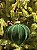 ORNAMENTO DE VIDRO VELUDO VERDE 9,5CM - Imagem 4