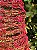 ÁRVORE CONE ARAMADA MICRO BERRY VERMELHA 80CM - Imagem 4