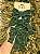 KIT 3 LAÇOS DESMAIADO VERDE VELUDO 16X24CM - Imagem 4