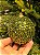 BOLA TRABALHADA VERDE 10CM COM 3 UNIDADES - Imagem 5
