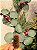 GALHO DECORATIVO FOLHA DE EUCALIPTO COM BERRY E PINHA 78CM - Imagem 2
