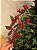 GALHO DECORATIVO FOLHA COM BERRY 60CM - Imagem 2
