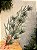 GALHO DECORATIVO COM BERRY NEVADO COM PINHA 79CM - Imagem 3