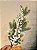 GALHO DECORATIVO NEVADO 70Cm - Imagem 3