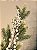 GALHO DECORATIVO NEVADO 70Cm - Imagem 4