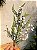 GALHO DECORATIVO FOLHAGEM 60CM - Imagem 5