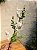 GALHO DECORATIVO EUCALIPTO NEVADO 60CM - Imagem 3