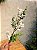 GALHO DECORATIVO EUCALIPTO NEVADO 60CM - Imagem 2