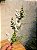 GALHO DECORATIVO EUCALIPTO NEVADO 60CM - Imagem 1