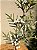 GALHO DECORATIVO EUCALIPTO 60CM - Imagem 3