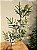 GALHO DECORATIVO EUCALIPTO 60CM - Imagem 1