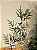 GALHO DECORATIVO EUCALIPTO 60CM - Imagem 5