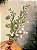 GALHO DECORATIVO BERRY BRANCO COM PINHA 48CM - Imagem 1