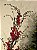 GALHO DECORATIVO BERRY BRILHO 90CM - Imagem 4