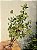 GALHO DECORATIVO FOLHA DE EUCALIPTO COM PINHAS 56CM - Imagem 4
