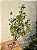GALHO DECORATIVO FOLHA DE EUCALIPTO COM PINHAS 56CM - Imagem 1