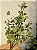 GALHO DECORATIVO FOLHA DE EUCALIPTO COM PINHAS 56CM - Imagem 2