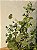GALHO DECORATIVO FOLHA DE EUCALIPTO COM PINHAS 56CM - Imagem 3