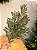 GALHO DE PINHEIRO DECORATIVO COM BRILHO 70CM - Imagem 1