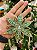 PENDENTE ESTRELA VERDE 13CM - Imagem 2