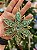 PENDENTE ESTRELA VERDE 13CM - Imagem 6