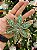 PENDENTE ESTRELA VERDE 13CM - Imagem 4