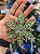PENDENTE ESTRELA VERDE 13CM - Imagem 5
