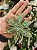 PENDENTE ESTRELA VERDE 13CM - Imagem 1