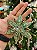 PENDENTE ESTRELA VERDE 13CM - Imagem 3