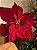 FLOR BICO DE PAPAGAIO VELUDO COM FOLHAS 25CM - Imagem 6