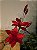 GALHO COM DUPLA DE FLOR VERMELHA 77CM - Imagem 7