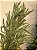 GALHO DE PINHEIRO VERDE COM DOURADO 70CM - Imagem 2