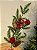 GALHO DECORATIVO BERRY COM PINHA E BOLA VELUDO 70CM - Imagem 4
