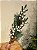 GALHO DECORATIVO BERRY BRANCO COM PINHA 79CM - Imagem 2