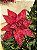 FLOR POINSETIA VELUDO VERMELHO COM BRILHO 30CM - Imagem 4