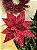 FLOR POINSETIA VELUDO VERMELHO COM BRILHO 30CM - Imagem 1