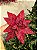 FLOR POINSETIA VELUDO VERMELHO COM BRILHO 30CM - Imagem 5
