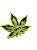 Cinzeiro Folha Pequeno To Na Bê - Mix Verde Preto I - Imagem 1