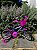 BICICLETA MILANO GROW UP ARO(16) COR LILAS/PINK FEMININA - Imagem 6